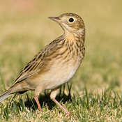 Sprague's Pipit